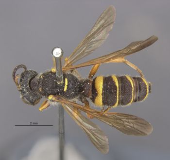 Media type: image;   Entomology 13770 Aspect: habitus dorsal view